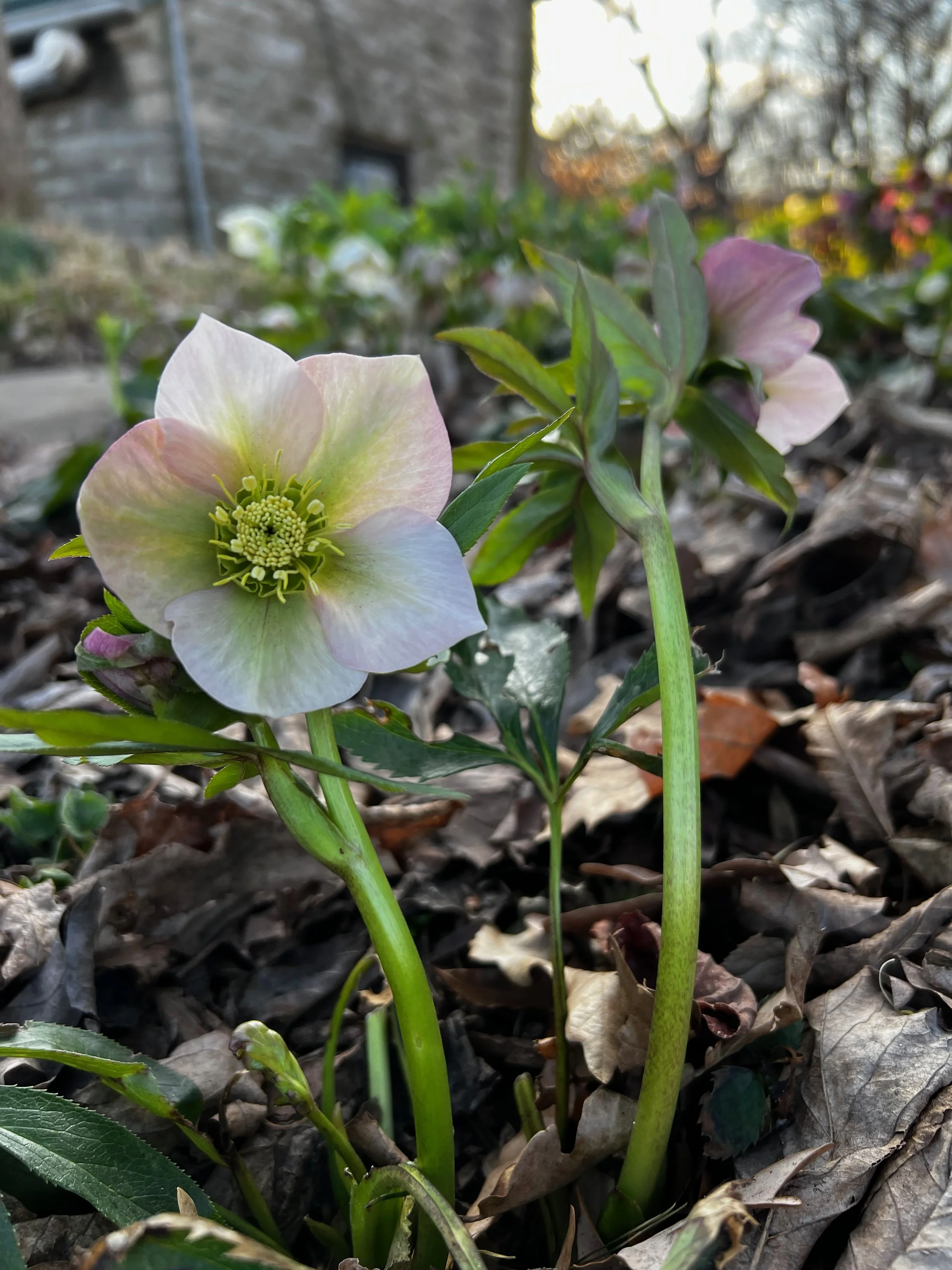 Helleborus orientalis — Civic Garden Center of Greater Cincinnati
